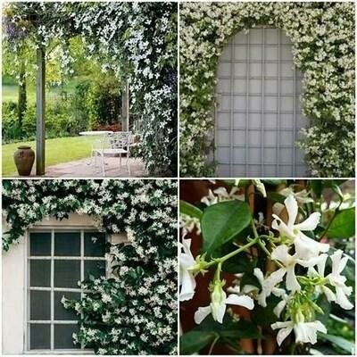 Star Jasmine