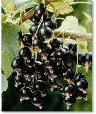 Black Consort Currant