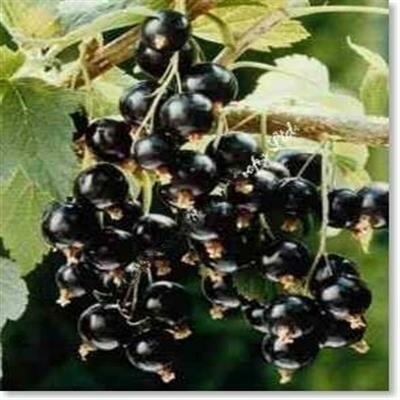 Black Consort Currant