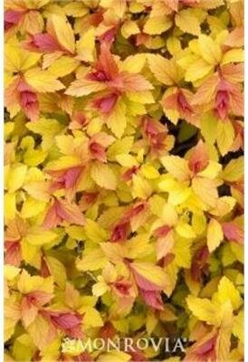 Magic Carpet Spirea
