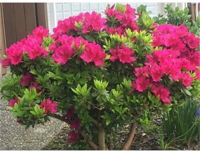 Girard'S Fuchsia Azalea