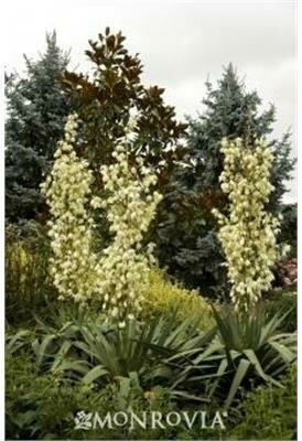 Weeping Yucca - image 1
