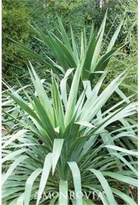 Weeping Yucca - image 2