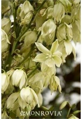 Weeping Yucca - image 3