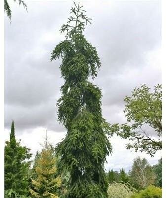 Green Spiral Silver Fir