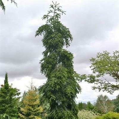 Green Spiral Silver Fir