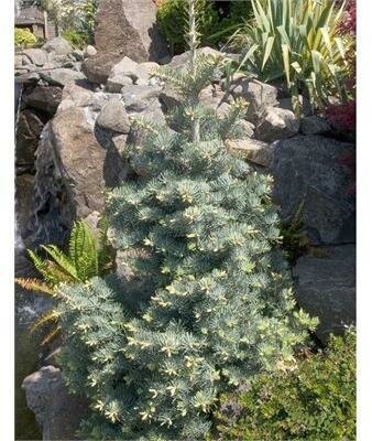 Blue Cloak Concolor True Fir