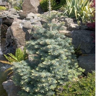 Blue Cloak Concolor True Fir