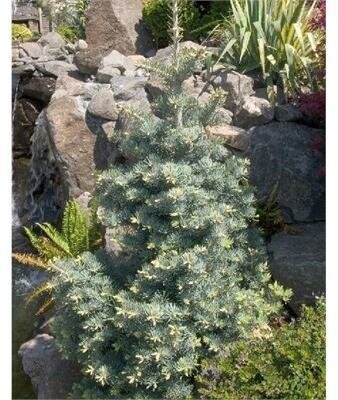 Blue Cloak Concolor True Fir