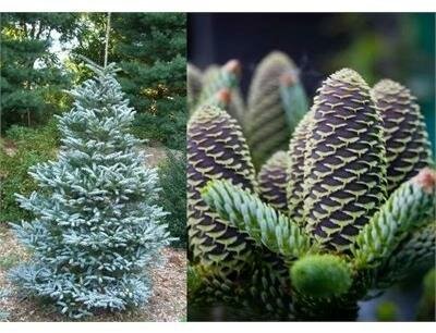 Horstmann's Silberlocke True Fir