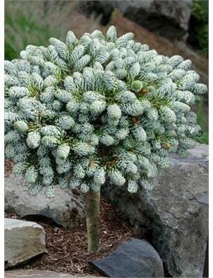 Kohout's Icebreaker Standard True Fir