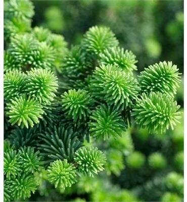Dwarf Balsam Fir