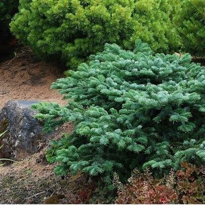 Spreading Star Pacific Fir - image 1