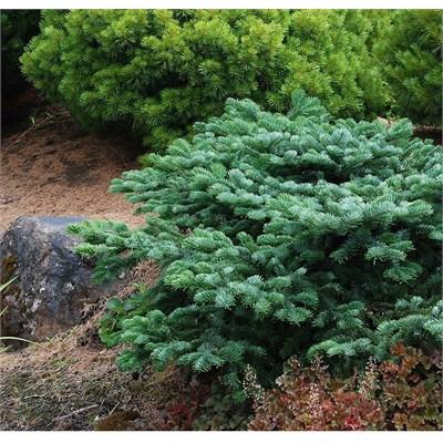 Spreading Star Pacific Fir