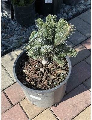 Spreading Star Pacific Fir - image 2