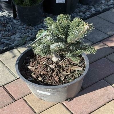 Spreading Star Pacific Fir - image 2