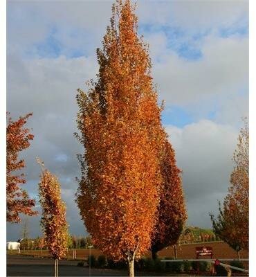 Armstrong Gold Maple