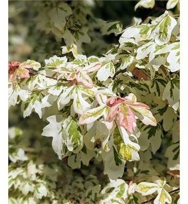 Carnival Hedge Maple - image 1