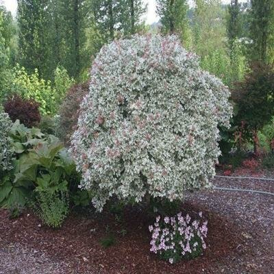 Carnival Hedge Maple - image 2