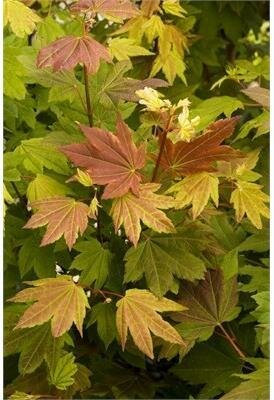 Pacific Fire Vine Maple