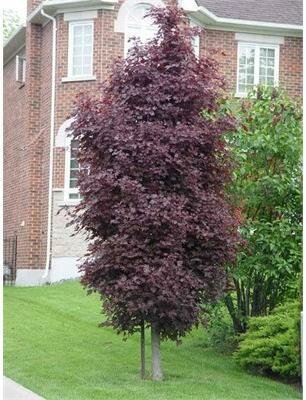 Crimson Sentry Maple