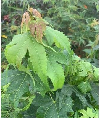 Elegant Chinese Maple