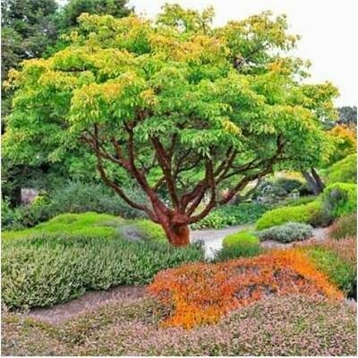 Paperbark Maple