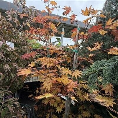 Autumn Moon Full Moon Maple - image 1