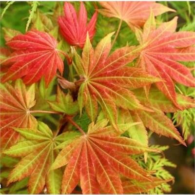 Moonrise Full Moon Maple