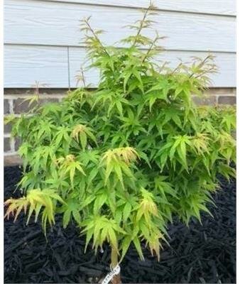 Akita Yatsubusa Japanese Maple