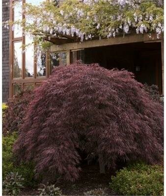 Crimson Queen Weeping Japanese Maple