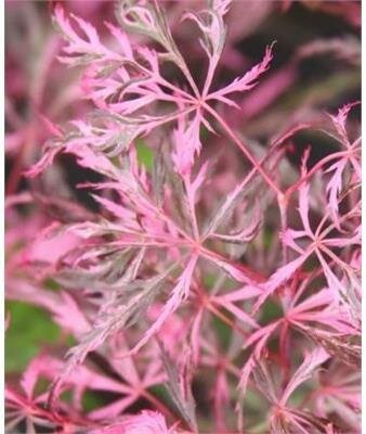 Hana Matoi Japanese Maple