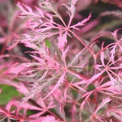 Hana Matoi Japanese Maple