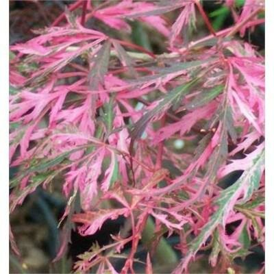 Hana Matoi Cascading Japanese Maple