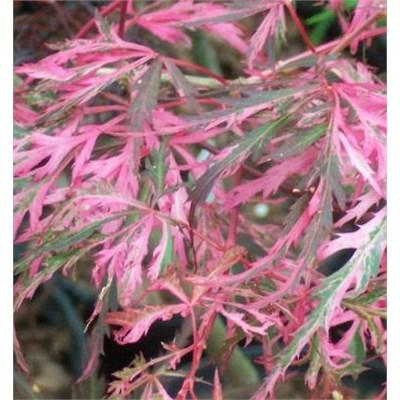 Hana Matoi Cascading Japanese Maple