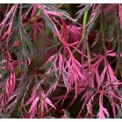 Hana Matoi Cascading Japanese Maple