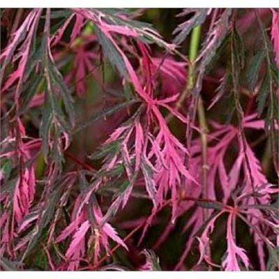 Hana Matoi Cascading Japanese Maple