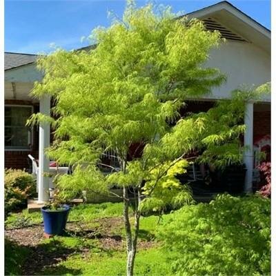 Koto No Ito Japanese Maple