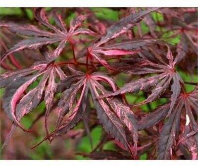 Lileeanne's Jewel Japanese Maple