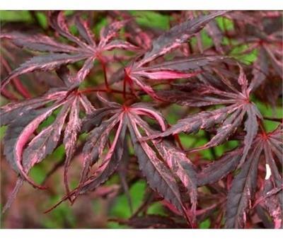 Lileeanne's Jewel Japanese Maple
