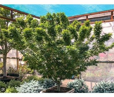 Mikawa Yatsubusa Japanese Maple