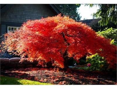 Orangeola Japanese Maple