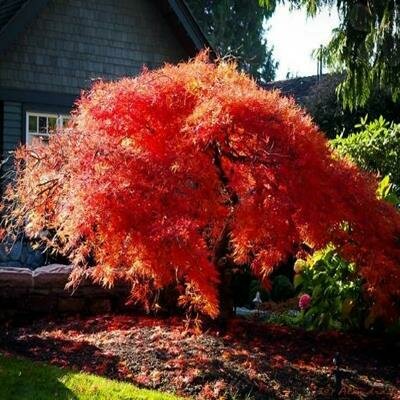 Orangeola Japanese Maple