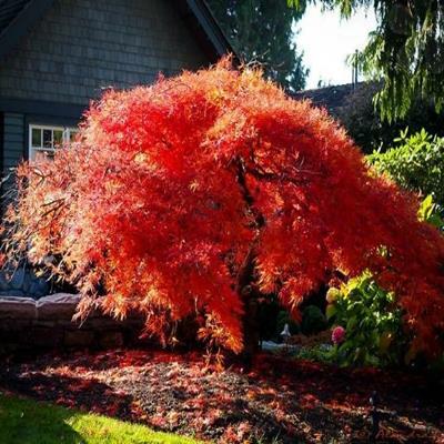 Orangeola Japanese Maple
