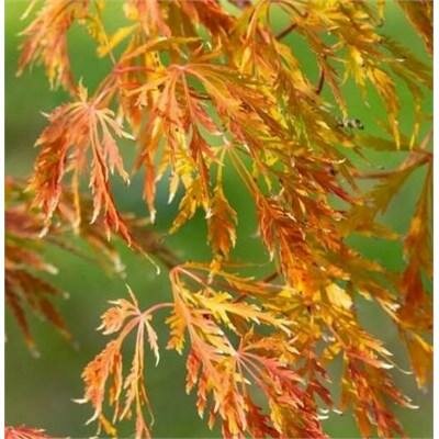 Orangeola Weeping Japanese Maple