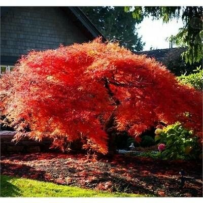 Orangeola Weeping Japanese Maple