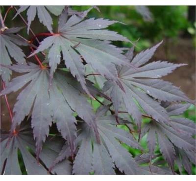 Red Dawn Full Moon Maple