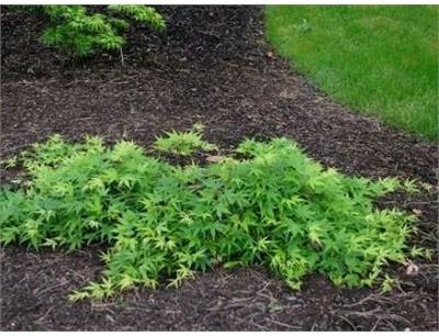 Ryu Sei Japanese Maple