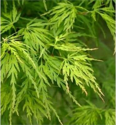 Seiryu Cut-Leaf Japanese Maple