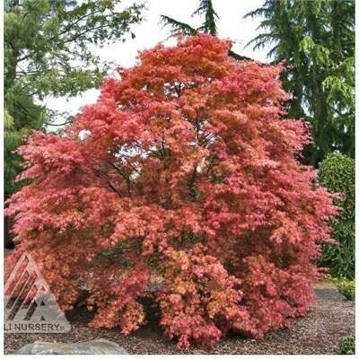 Shindeshojo Japanese Maple